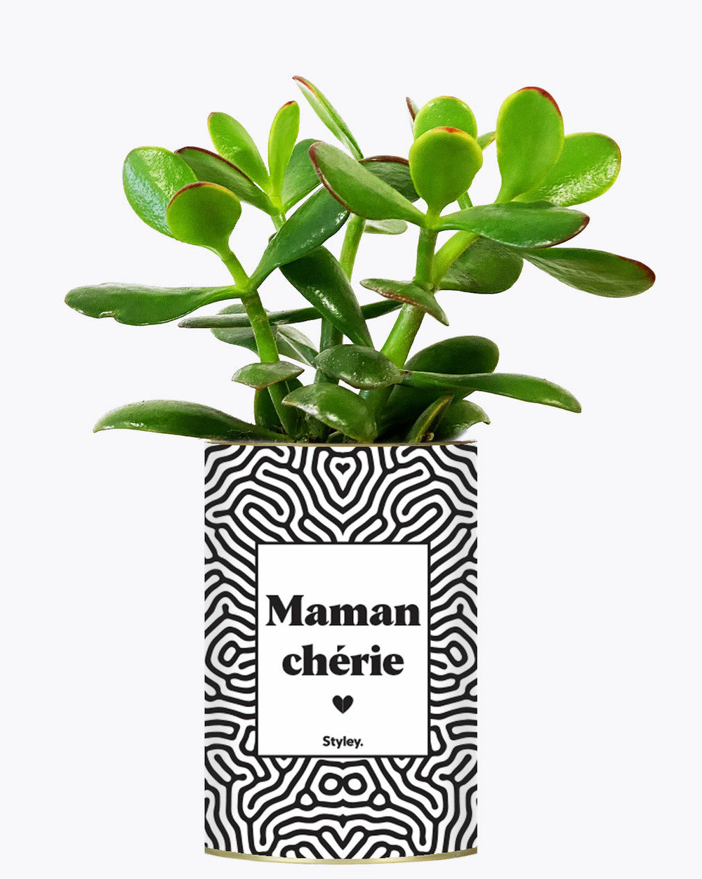 Plante à message - maman chérie - cactus