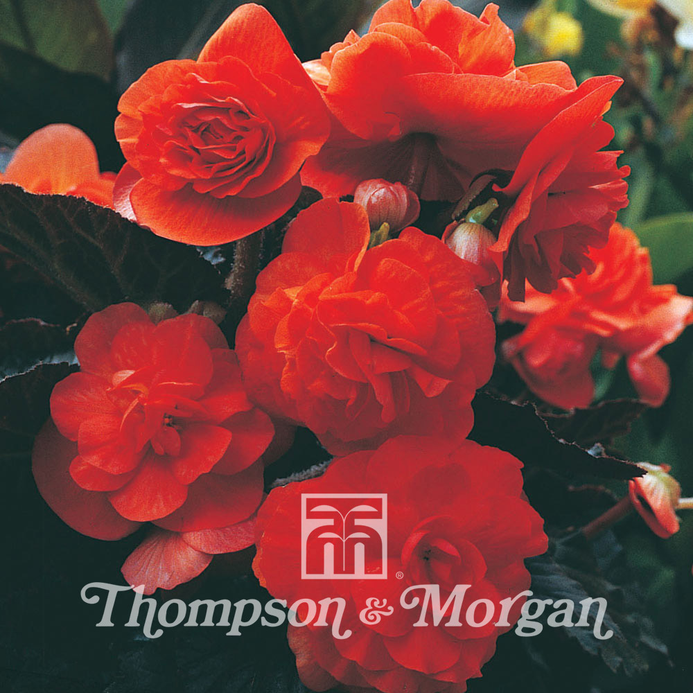 Bégonia 'midnight beauty orange' le sachet de 20 graines environ