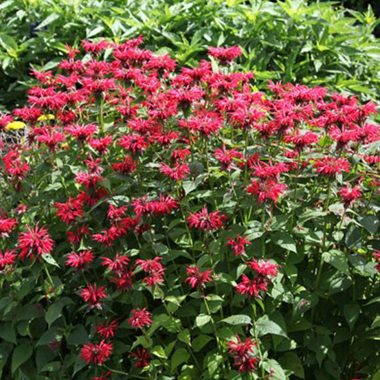 6 x monarde 'gardenview scarlet' - monarda 'gardenview scarlet' - godet 9cm x 9cm