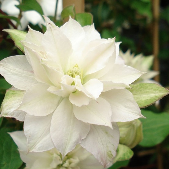 Clématite 'dancing dorien®' pot de 2l/3l