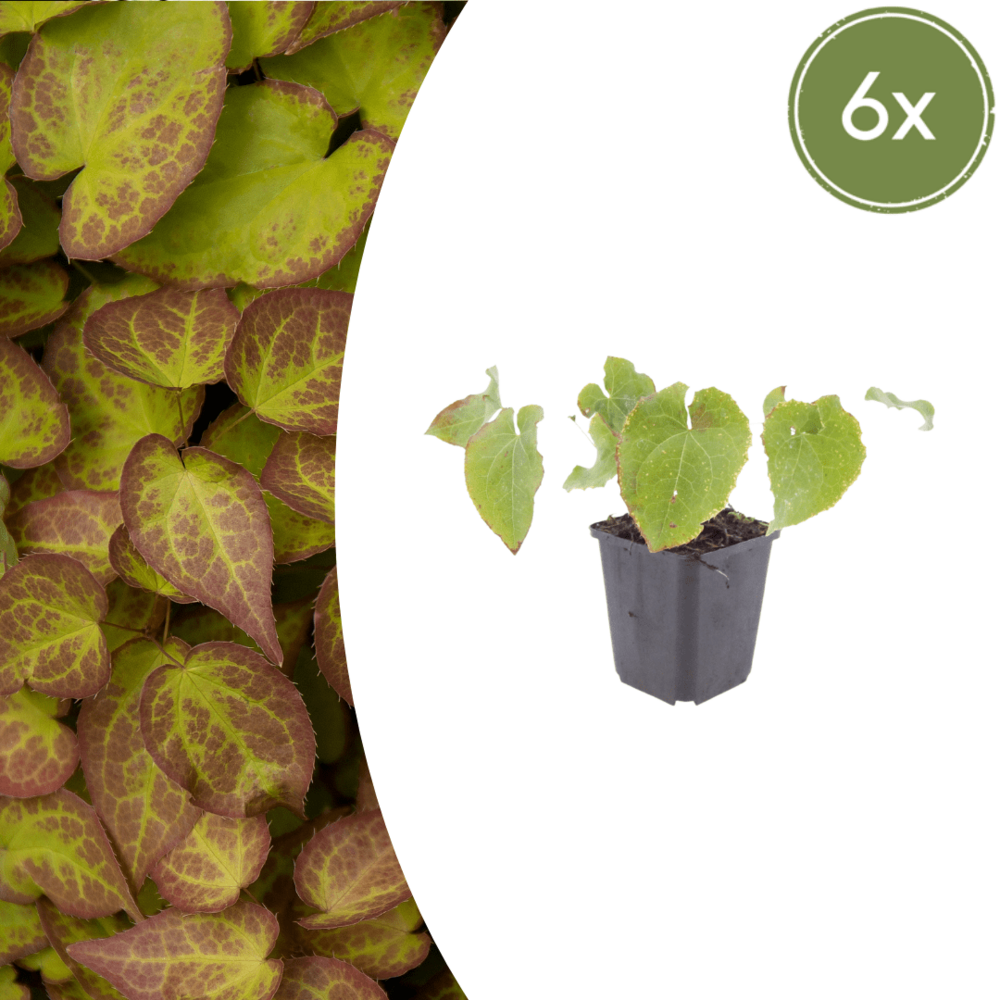 Fleur des elfes (epimedium perralcchicum) 'frohnleiten' - 24