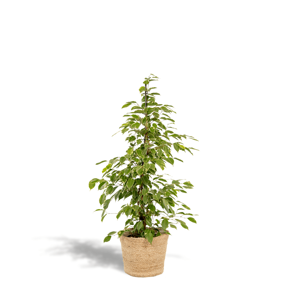 Ficus benjamina goldenking - ø21cm - ↕95cm + panier selin - plantes d'intérieur