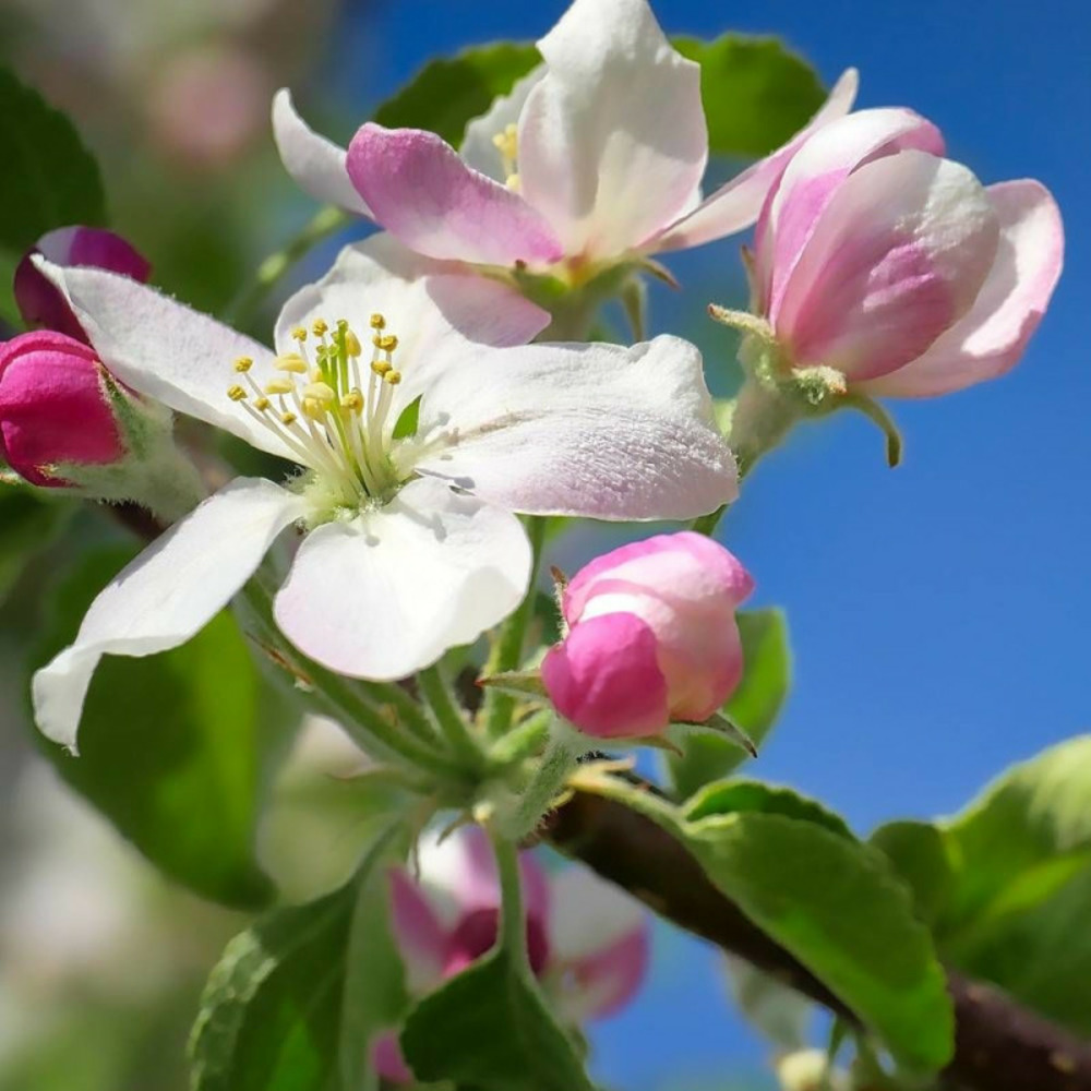 Pommier d'ornement evereste® 'perpetu', malus pot de 1,5l - 20/50 cm