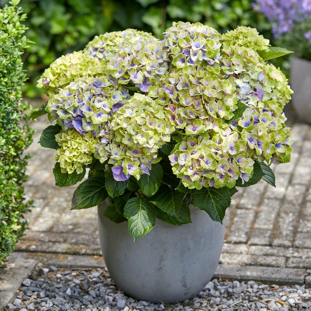 Hortensia jewel - le pot / 1.5l / hauteur livrée 20-25cm