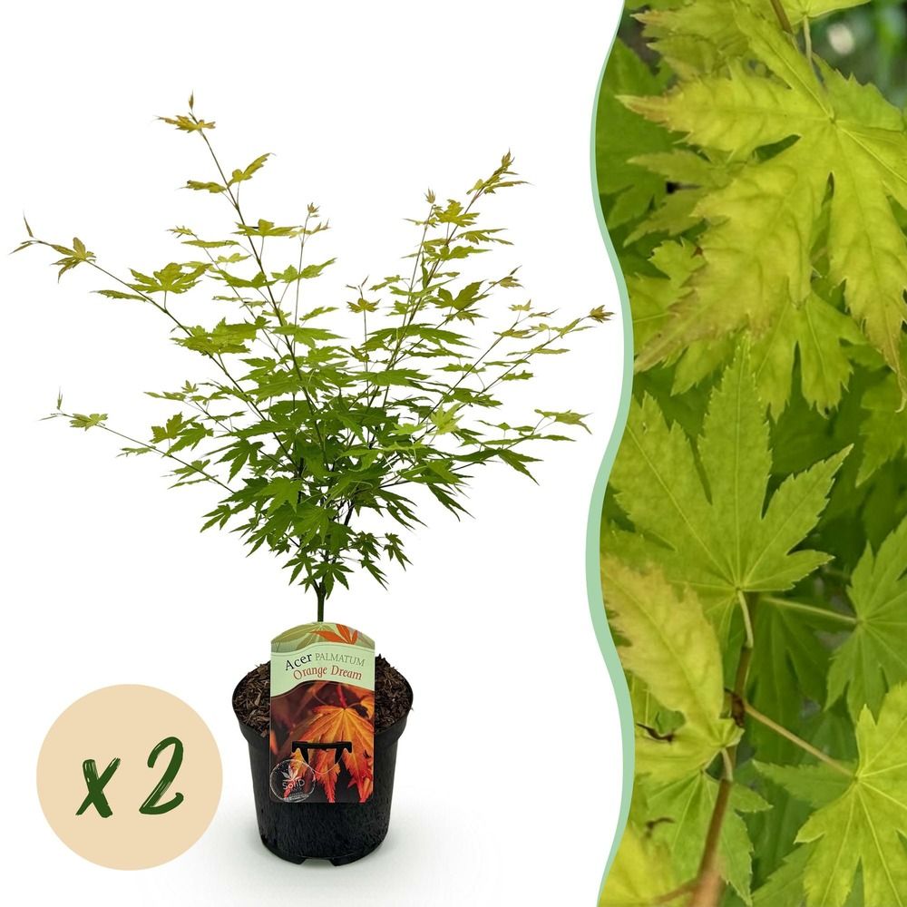 Érable du japon 'orange dream' - lot de 2 - pot 19 cm - hauteur 70 cm