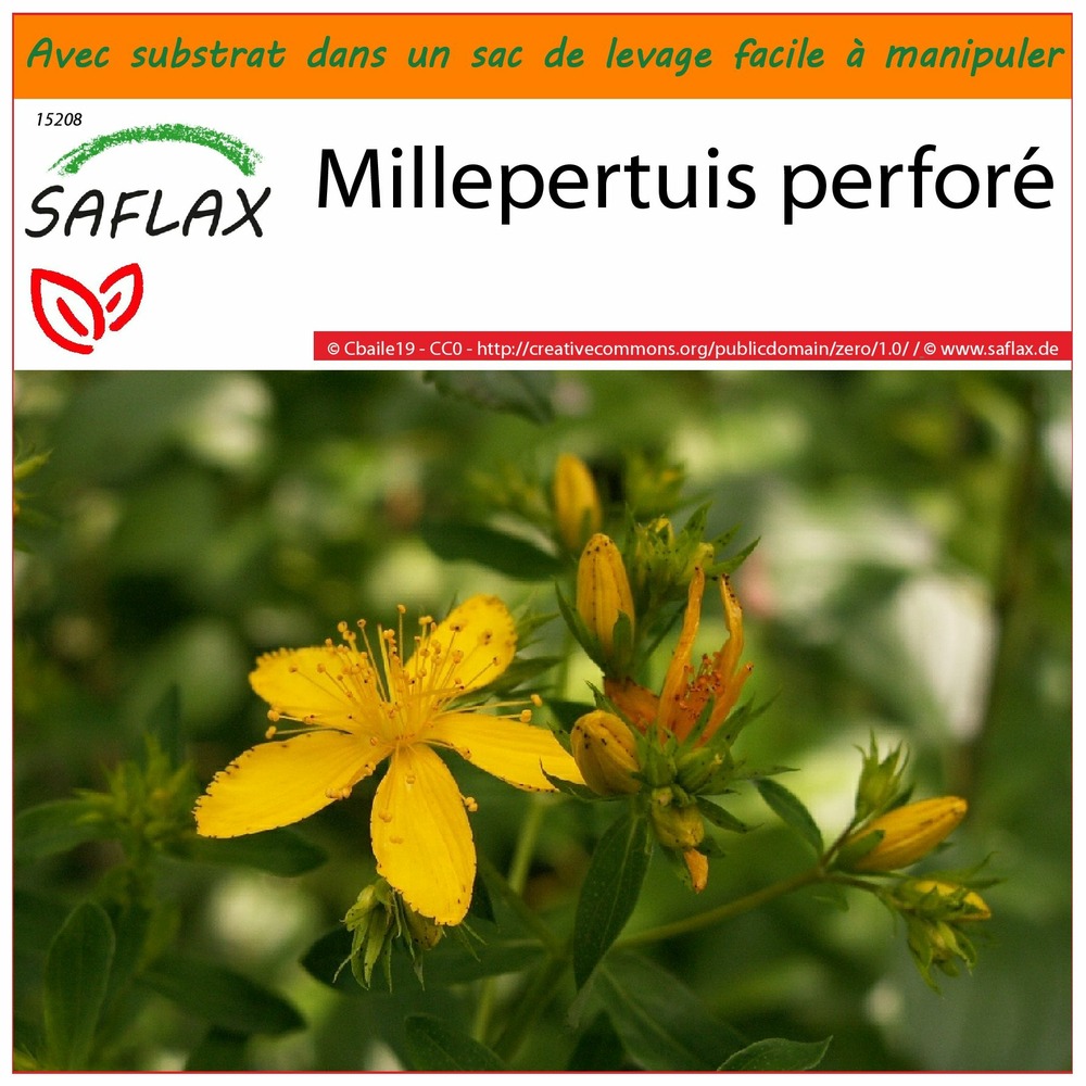 Garden in the bag - millepertuis perforé - 300 graines - hypericum perforatum