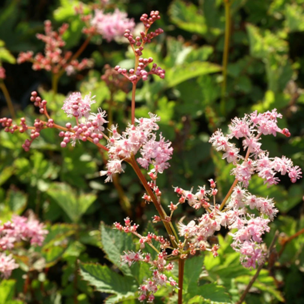 Reine des prés kahome, filipendula lot de 5 godets