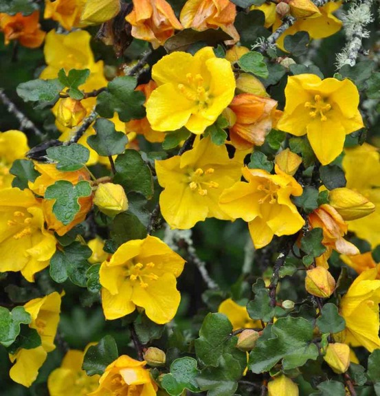 Fremontodendron californicum pot de 3 litres - 80/100 cm