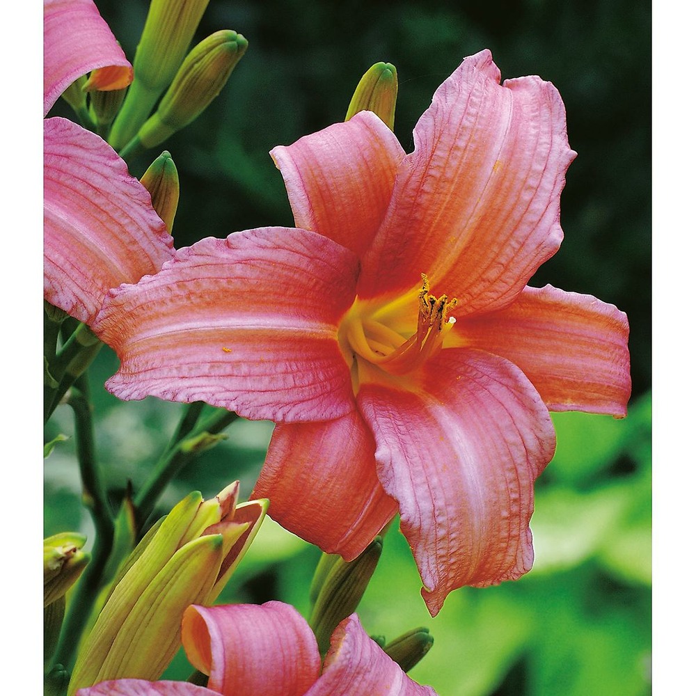 Hemerocalle pink damask