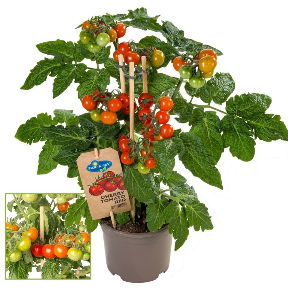 Tomate cerise - tomate cerise - plante  nombreux fruits - pour balcon et  jardin - pot 14cm - lgumes  emporter | Truffaut