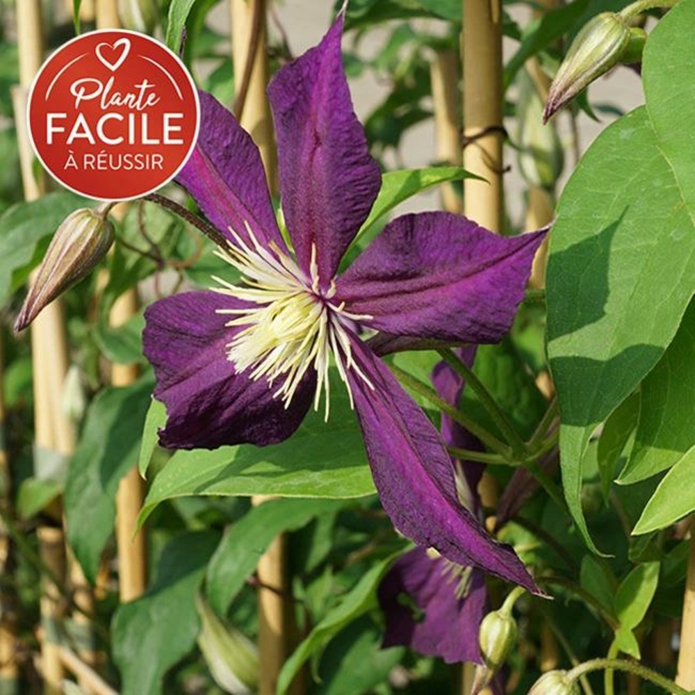 Clématite italienne 'mikelite' - clematis viticella 3l - 60/90cm