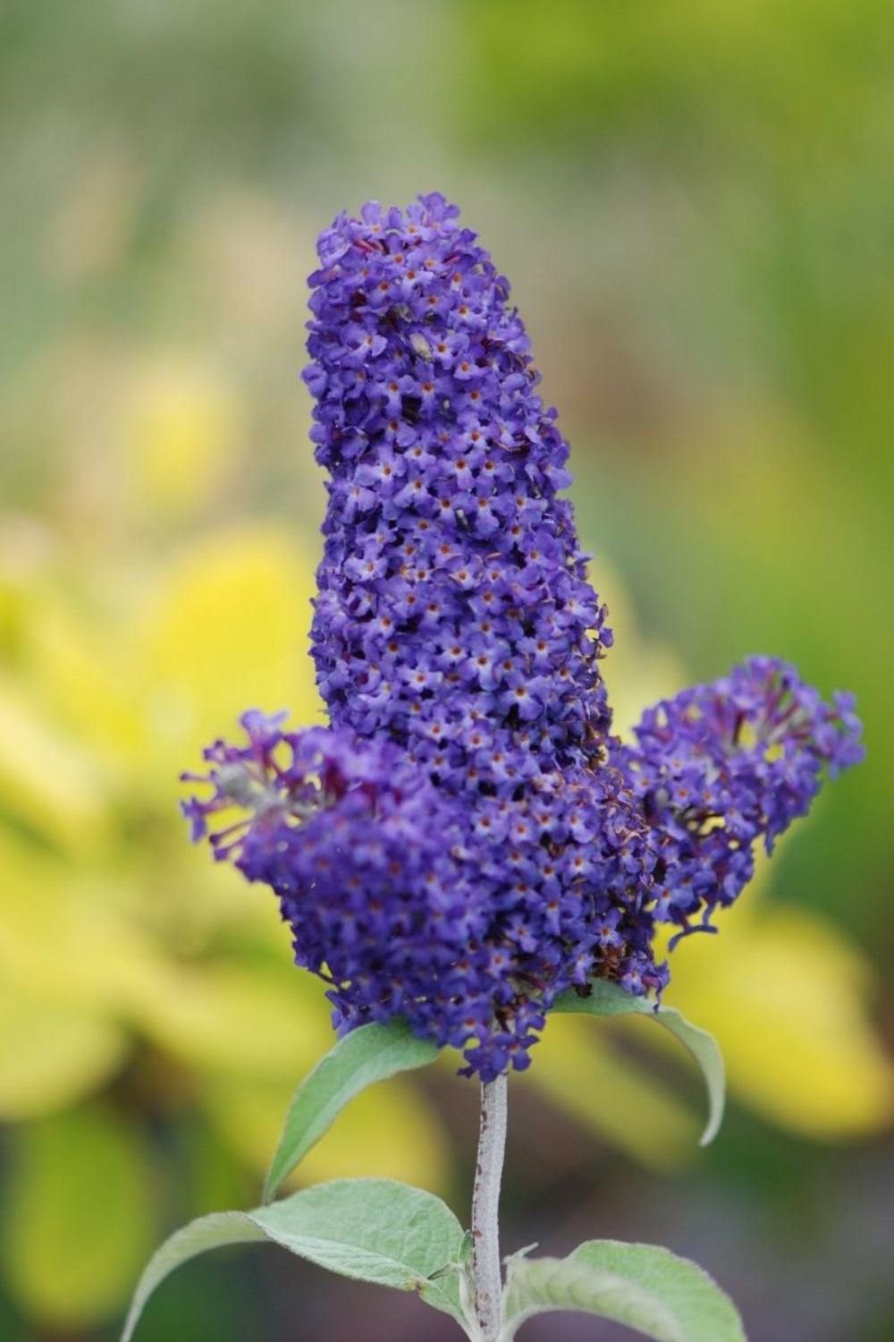 Arbre aux papillons 'rêve de papillon ?' blue - en pot de 5 litres