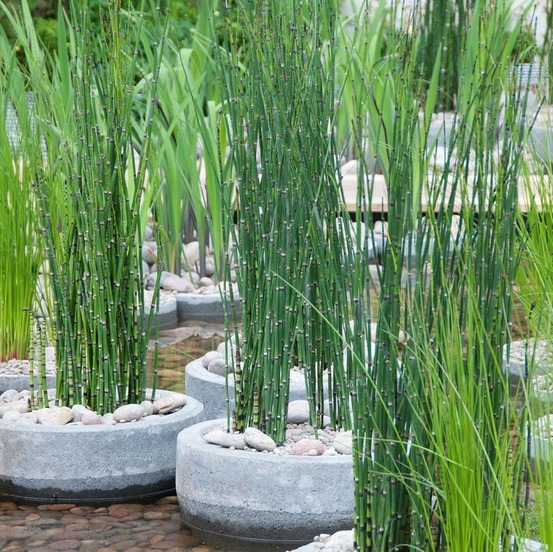 Lot de 6 - equisetum japonicum - prêle du japon - plantes de bassin - hauteur 20-30 cm - pot 9 cm