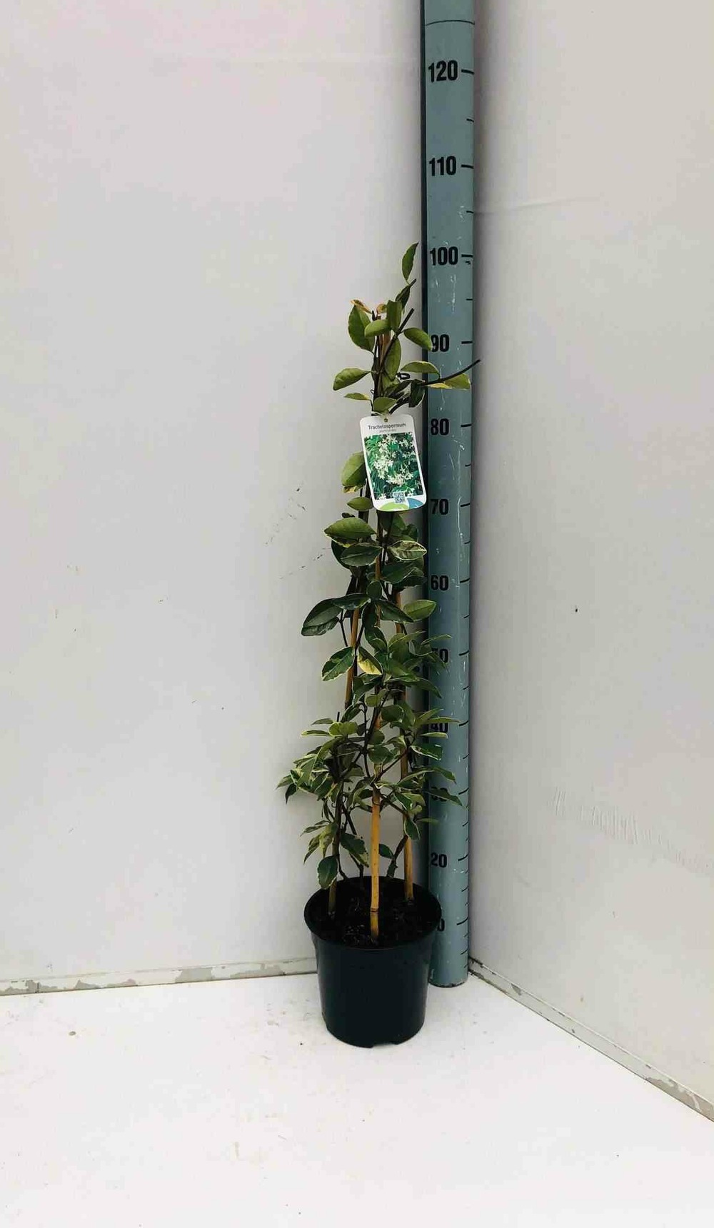 Trachelospermum jasminoides cv. Variegata tricolor (jasmin étoilé) pot de 3 litres - 80/100 cm