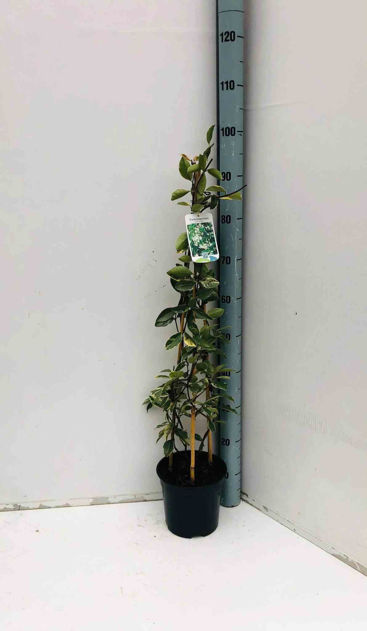 Trachelospermum jasminoides cv. Variegata tricolor (jasmin étoilé)   blanc - taille pot de 3 litres - 80/100 cm