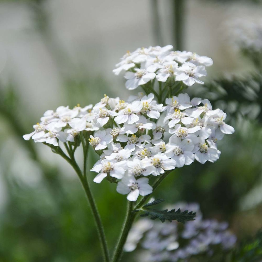 Achillée millefeuille 'white beauty' pot de 2l/3l