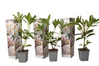 Rhododendron cunningham - blanc - set de 3 - pot 9cm - hauteur 25-40cm