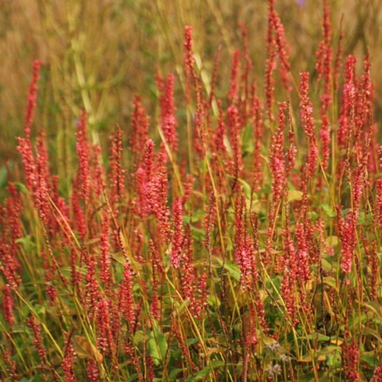 6 x persicaire, renouée 'orange field' - persicaria amplexicaulis 'orange field' - godet 9cm x 9cm