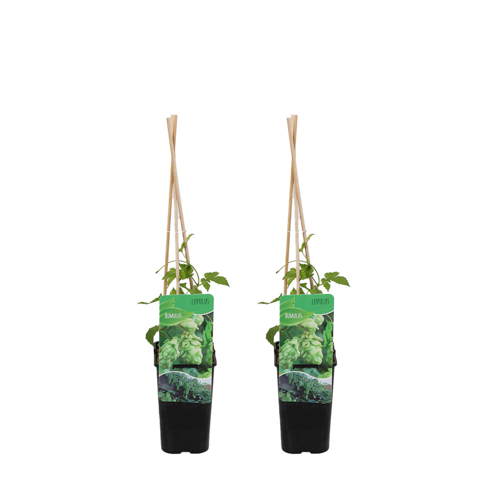 Lot de 2 - humulus lupulus - plante de houblon - pot 15 cm - 70-80 cm de haut