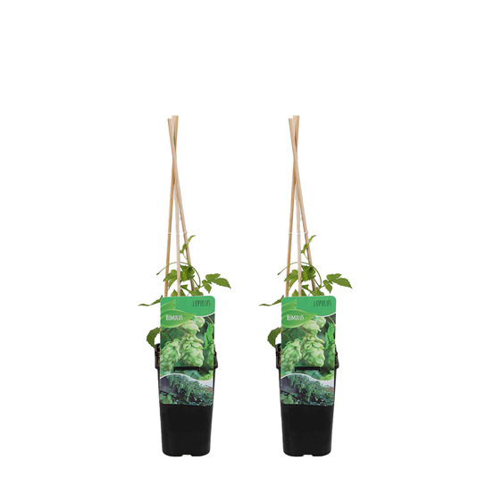 Lot de 2 - humulus lupulus - plante de houblon - pot 15 cm - 70-80 cm de haut