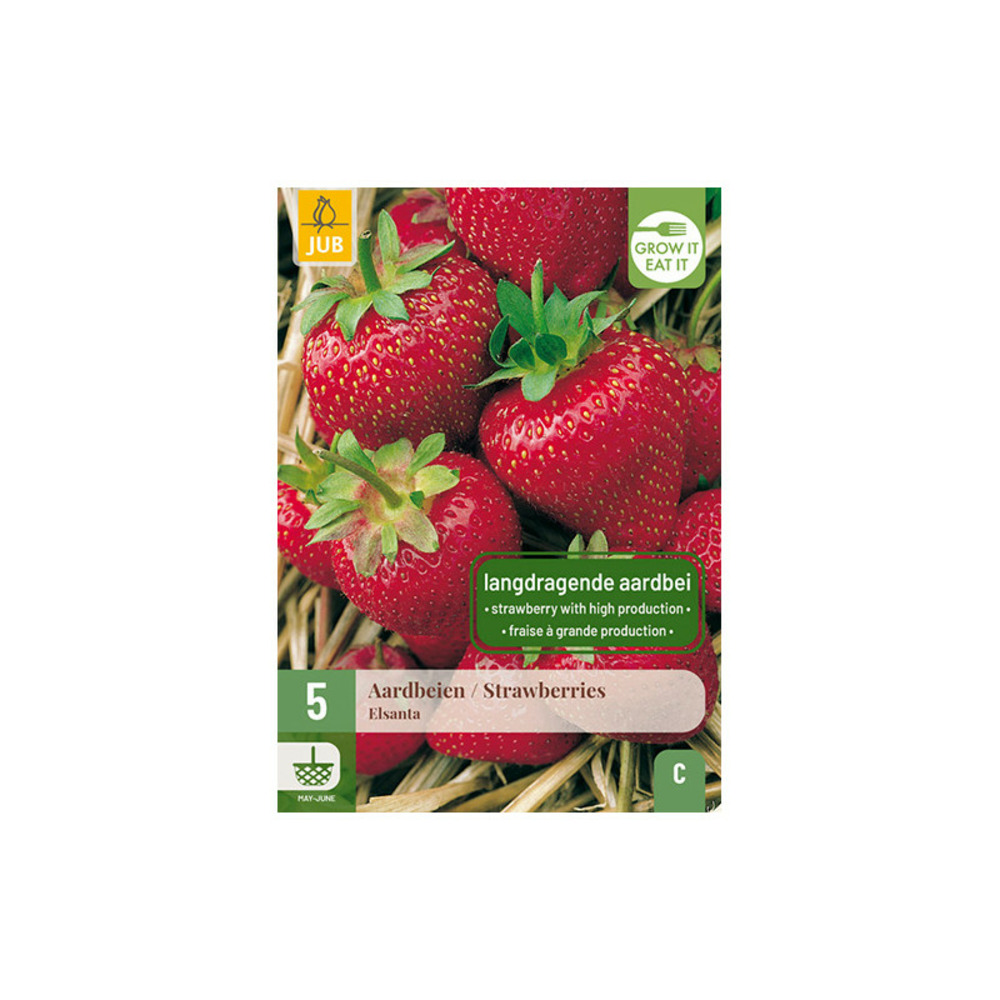 5 racines de fraisiers elsanta rouge