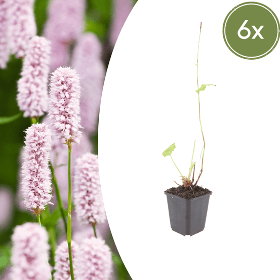 Lot de 12 - renouée bistorte (persicaria bistorta) 'persicaria bistorta'
