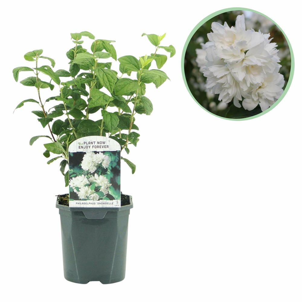 Philadelphus snowbelle – pot 17 cm – hauteur 45 cm