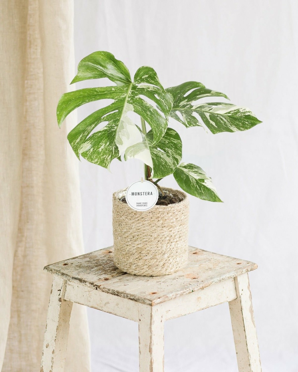 Monstera deliciosa variegata 45cm - plante d'intérieur