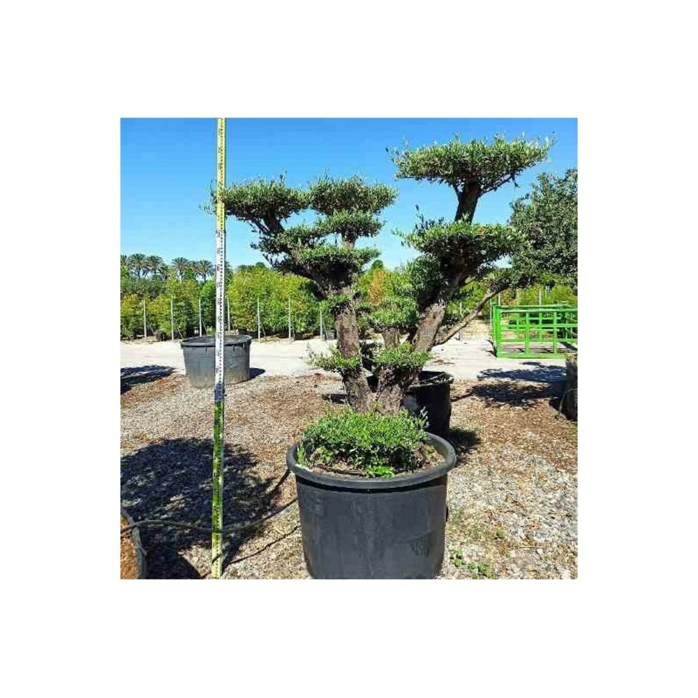 Olea europaea (oliviers) multi-plateaux pot de 250l 175/200cm