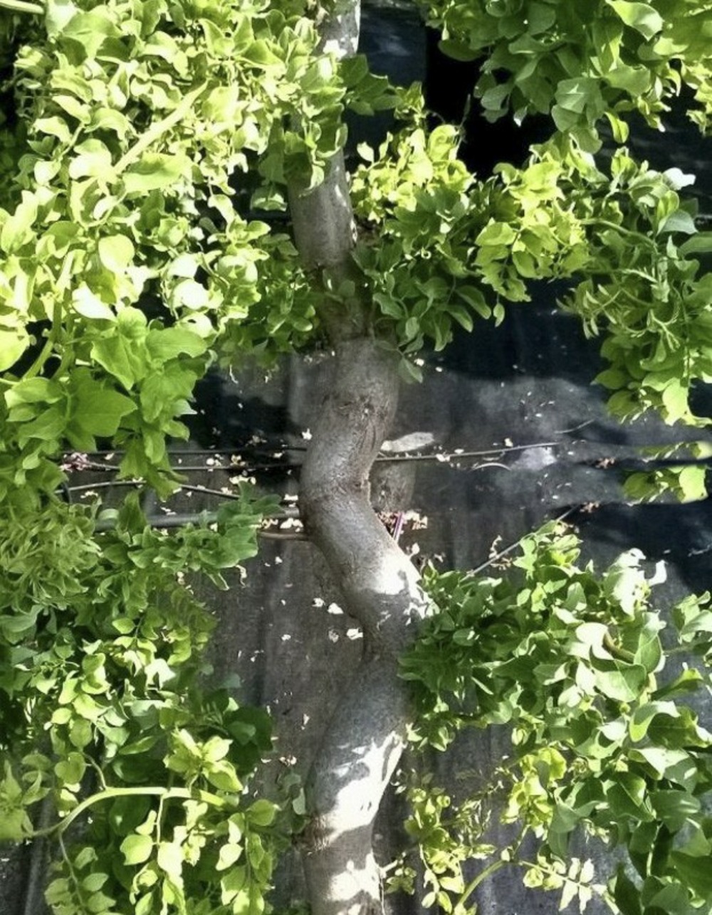 Robinier faux acacia 'twisty baby' pot de 7,5l/10l