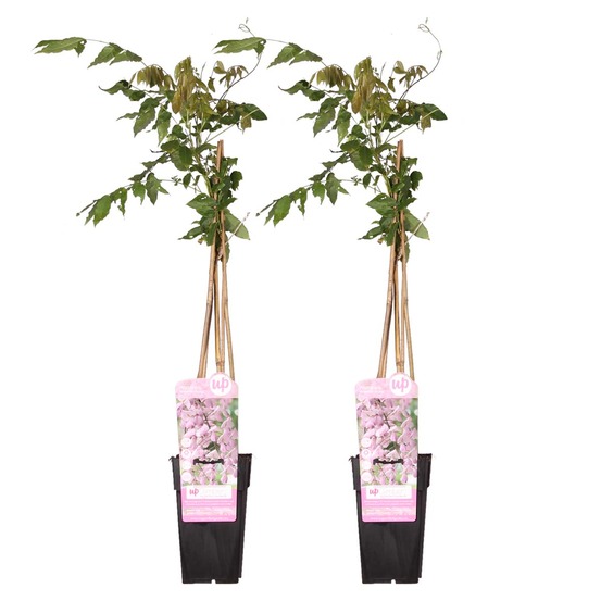 Lot de 2 - wisteria floribunda 'rosea' - glycine rose - plantes grimpantes - h. 50-70 cm - p. 15 cm