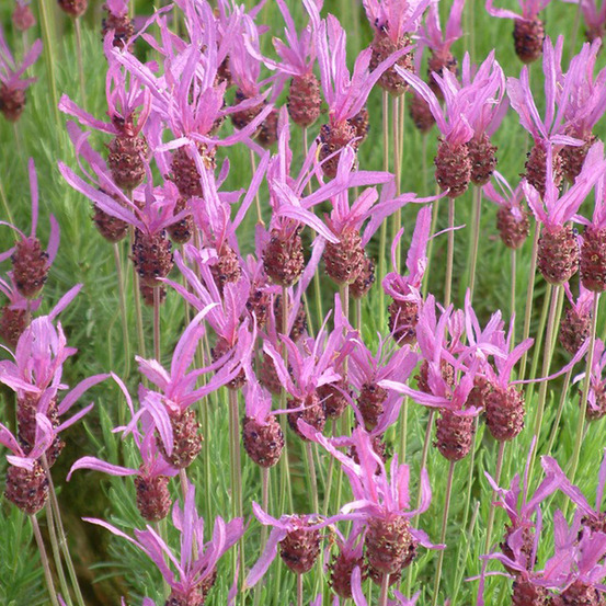 6 x lavande pédonculée - lavandula stoechas 'pedunculata' - godet 9cm x 9cm