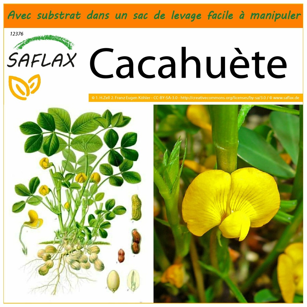 Garden in the bag - cacahuète - 8 graines - arachis hypogaea
