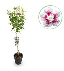 Hibiscus syriacus starburst chiffon® - plante sur tige - feuillage caduque - ø