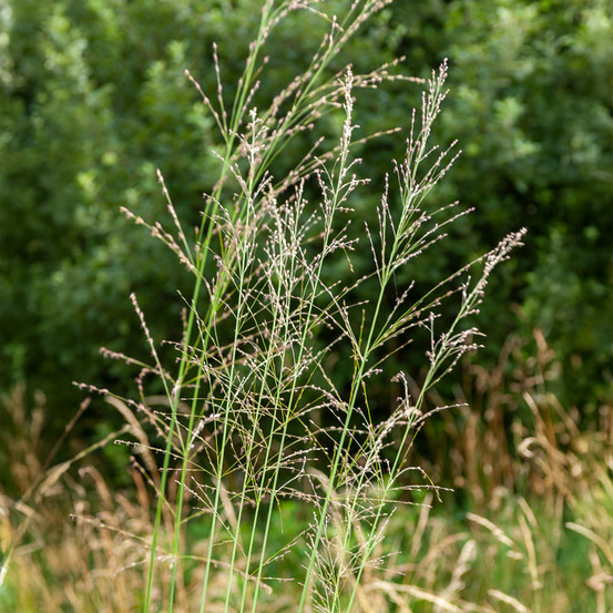 Molinie élevée transparent - le pot / ø 9cm