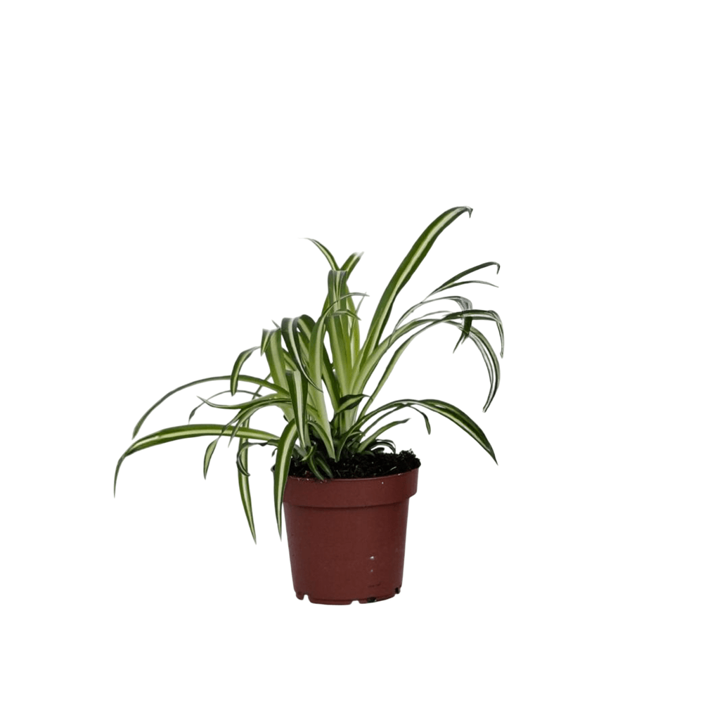 Plante D'Intérieur Chlorophytum Comosum 'Bonnie' - Pot 12cm, Hauteur 25cm - Facile D'Entretien Et Dépolluante