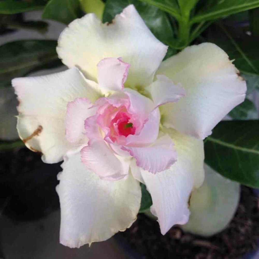 Adenium obesum cv.tivanon blanc couleur floraison:blanc et rose - caudex d'environ 150g
