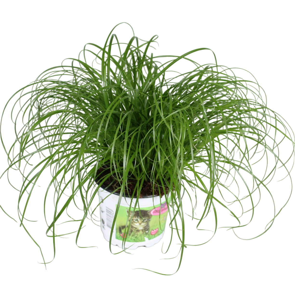 Plante d'intérieur - herbe à chat 'alternifolius zumula' 30.0cm