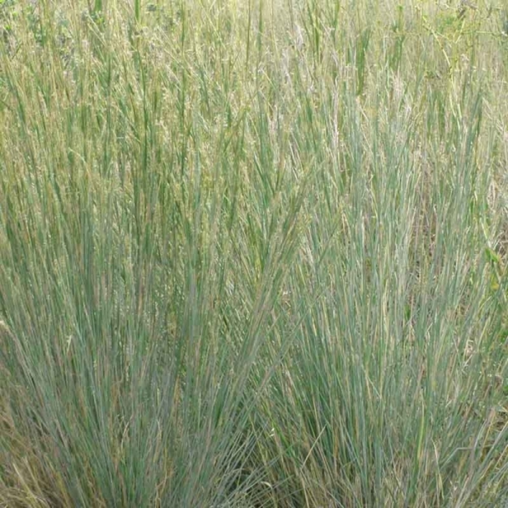 Schizachyrium scoparium 'blue heaven'® godet de 8/9 cm