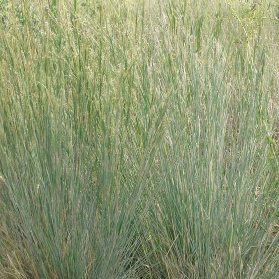 Schizachyrium scoparium 'blue heaven'® godet de 8/9 cm