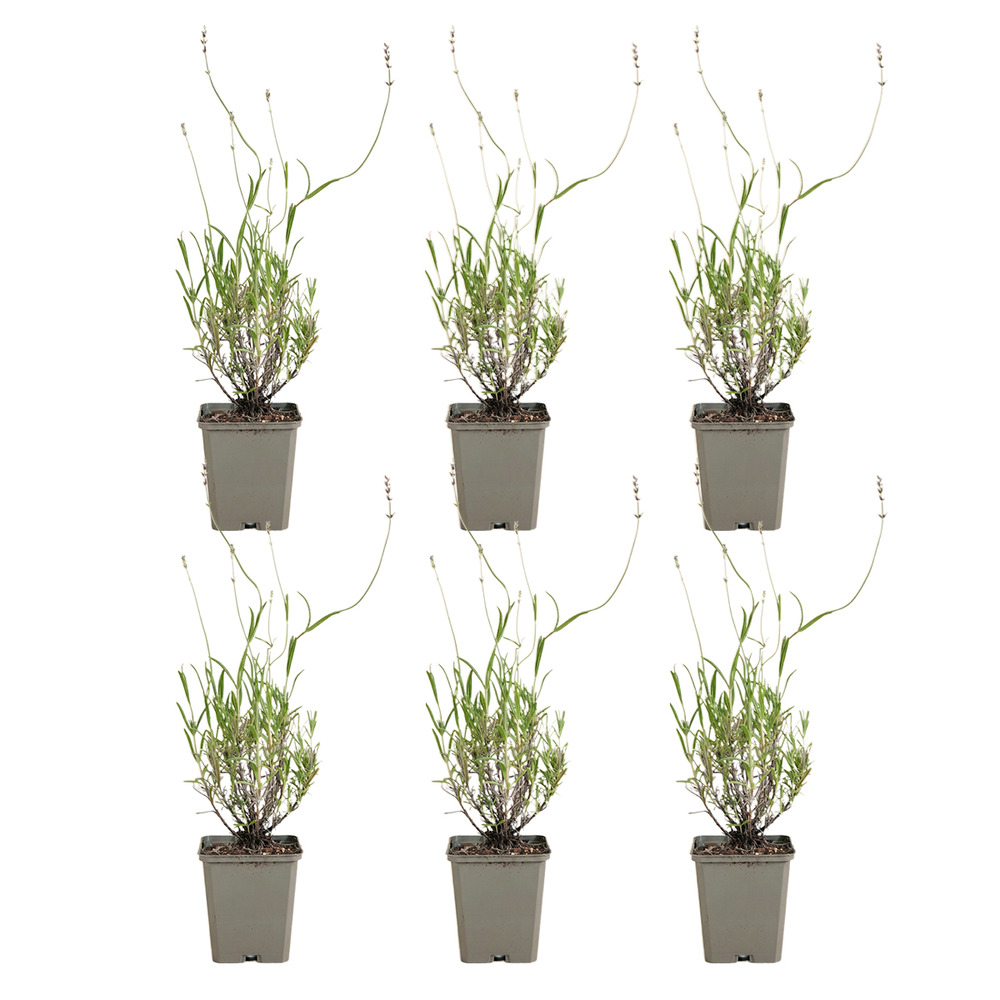 Lot de 6 - lavandula munstead - lavanvéritable - h. 10-20 cm