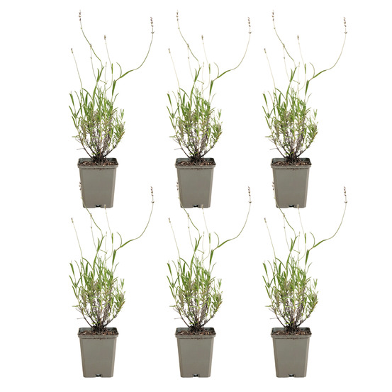 Lot de 6 - lavandula munstead - lavanvéritable - h. 10-20 cm