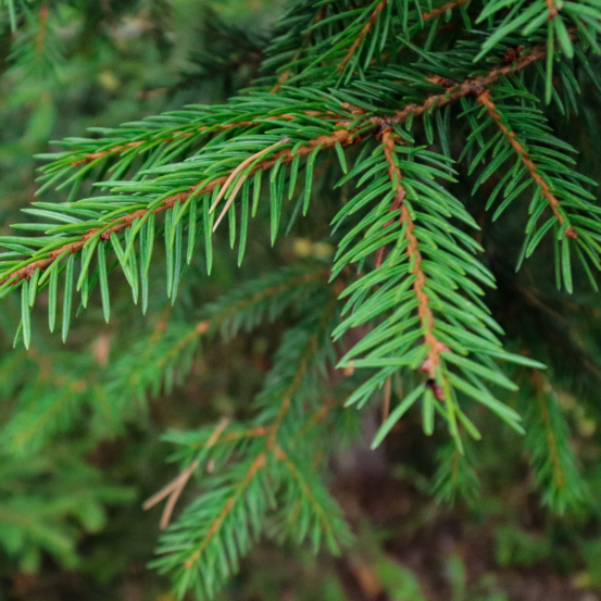 Sapin de noel epicéa rouge de norvège pot 80/100cm