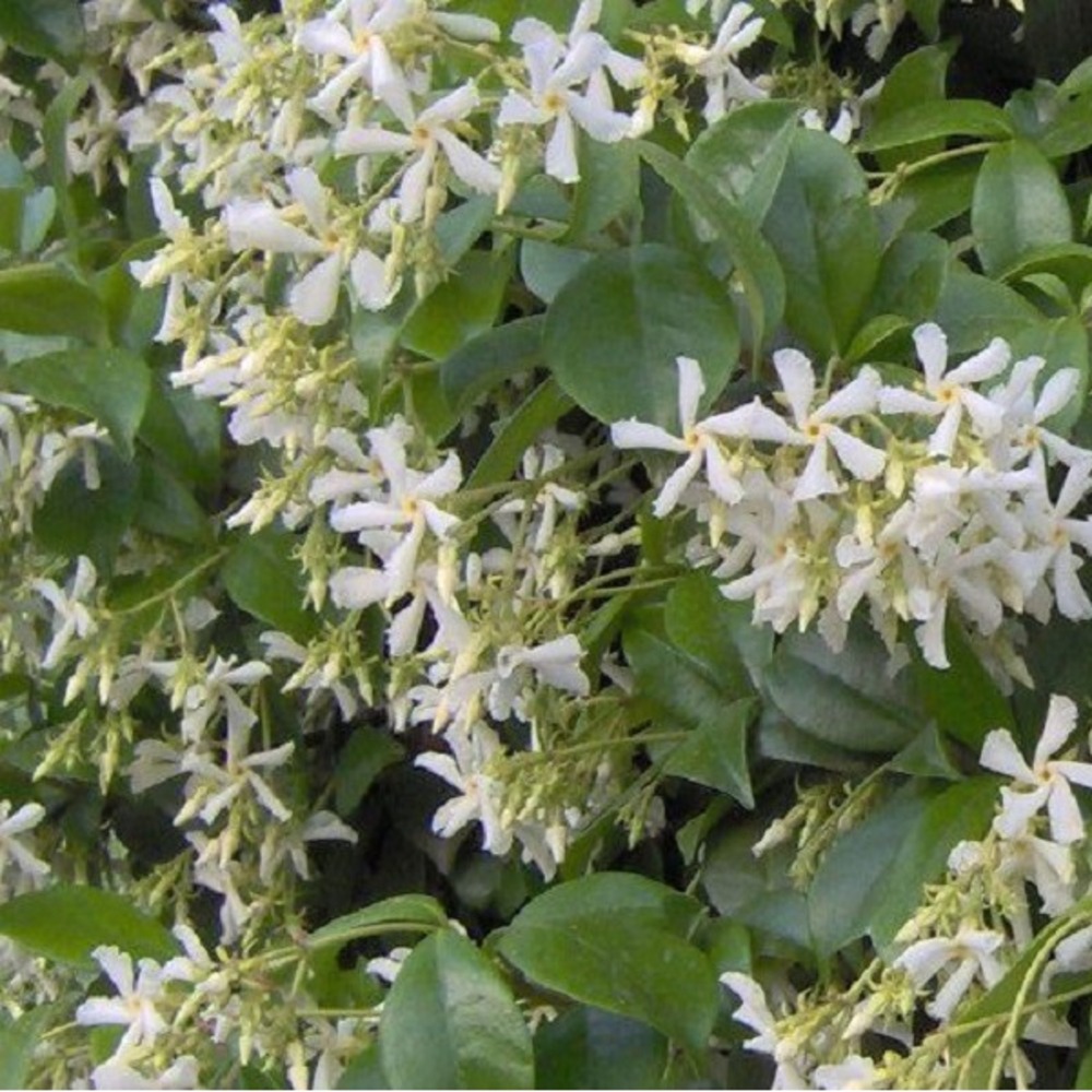 2 x jasmin étoilé - trachelospermum jasminoides  - 50-60 cm pot