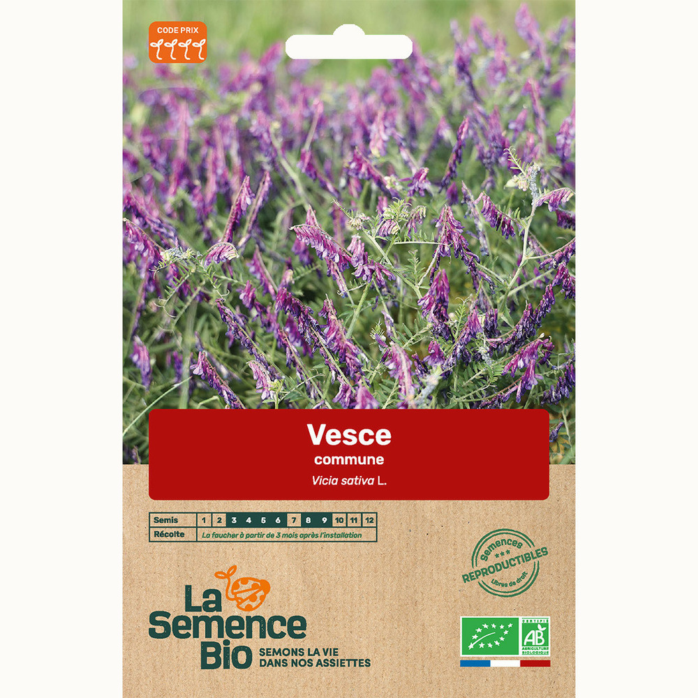 Vesce commune - graines bio
