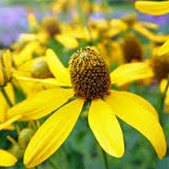 6 x rudbeckie nitida 'herbstsonne' - rudbeckia nitida 'herbstsonne' - godet 9cm x 9cm