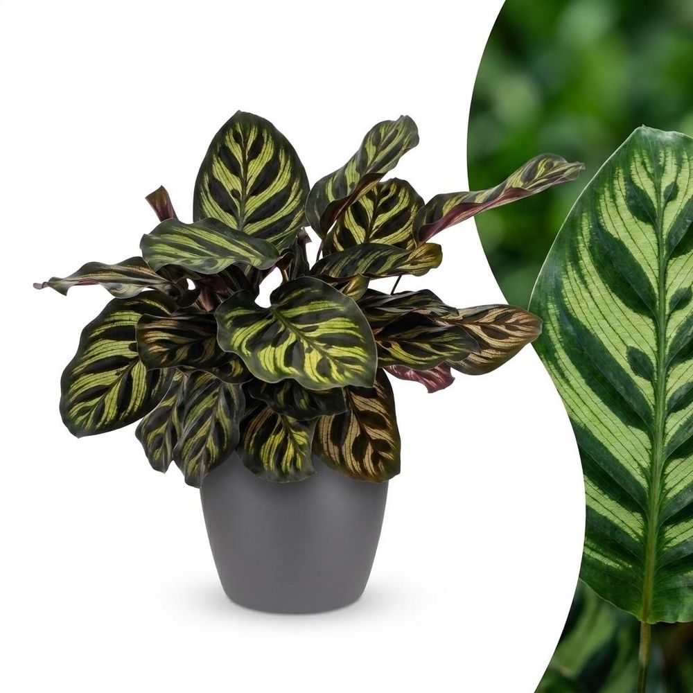 Calathea makoyana - plante paon - pot de 12cm - hauteur 25cm - plantes d'intérieur