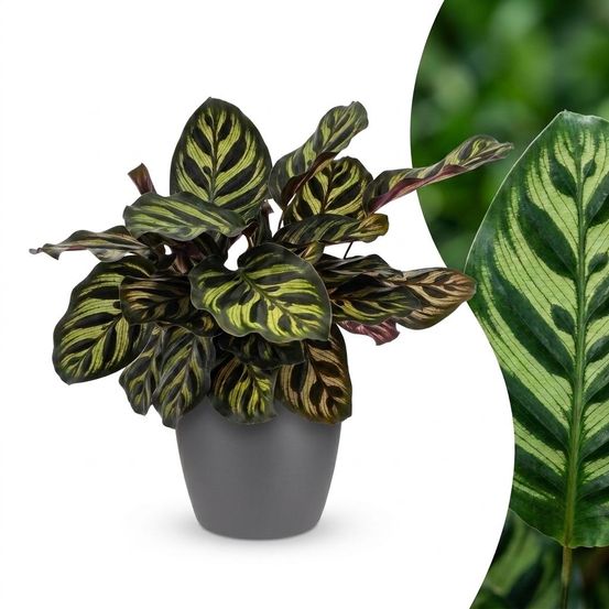 Calathea makoyana - plante paon - pot de 12cm - hauteur 25cm - plantes d'intérieur