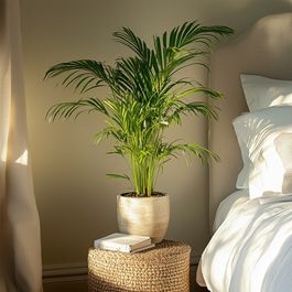 PLANT IN A BOX Palmier Areca - Set De 2 - Dypsis Lutescens - Hauteur 30 45cm 12cm PLANT IN A BOX Palmier Areca - Set De 2 - Dypsis Lutescens - Hauteur 30 45cm 12cm