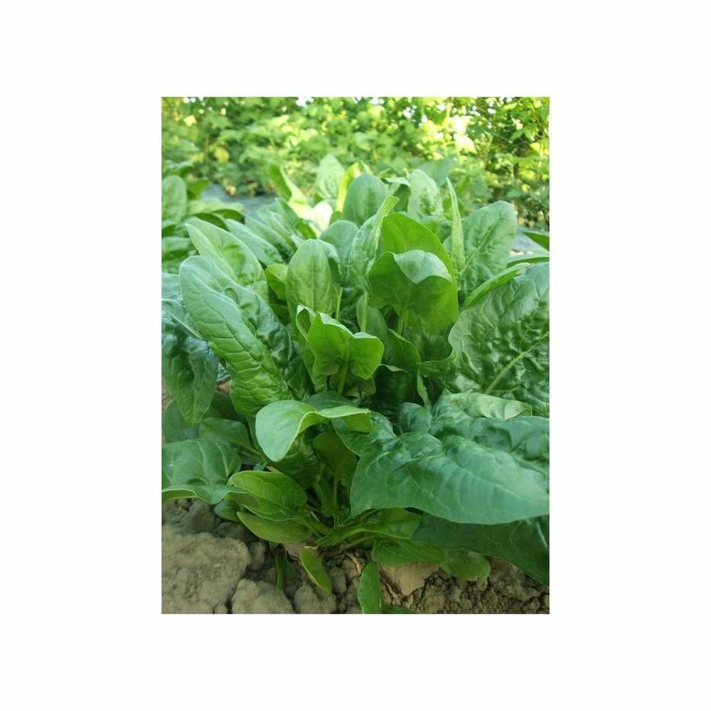 Graines d'epinard géant d'hiver gros grammage